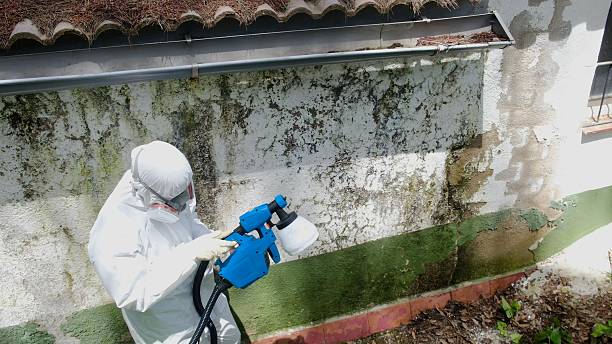 Top rated local Basement Mold Removal specialists in Spring Lake, NC